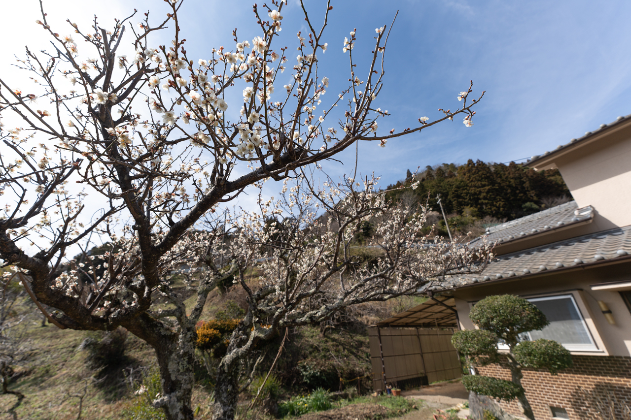宇陀市室生三本松：梅の花写真