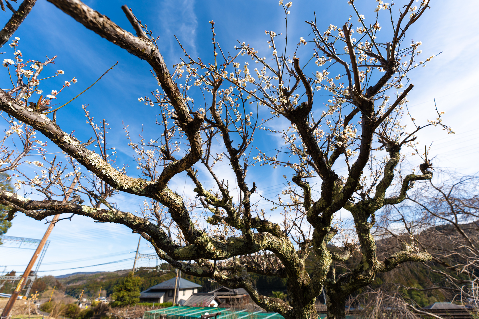 宇陀市室生三本松：お庭の梅の木写真