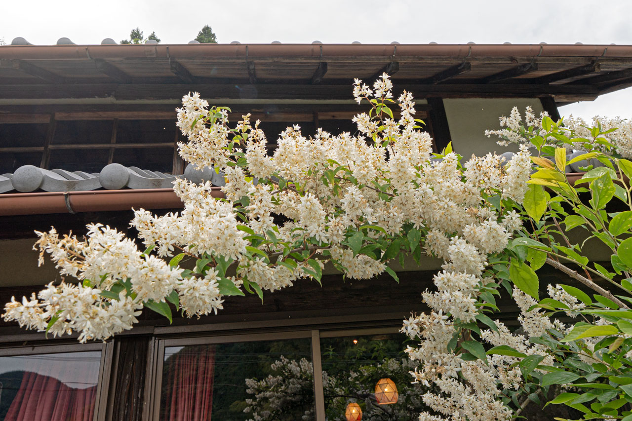 宇陀市榛原山辺三：うつぎの花の写真