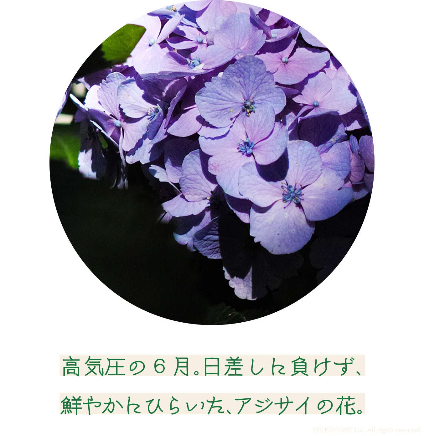 すっとかおるミントと空の色 今年も夏がきました。